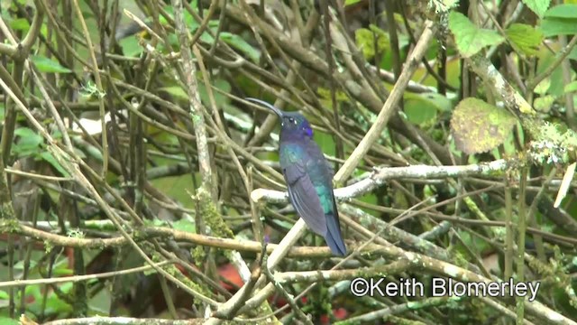 kolibřík fialkový - ML201042891