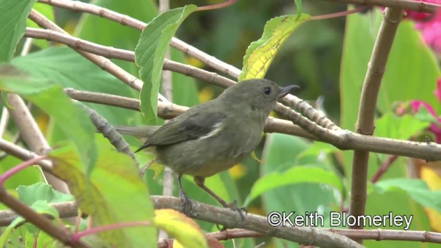 Slaty Flowerpiercer - ML201042941