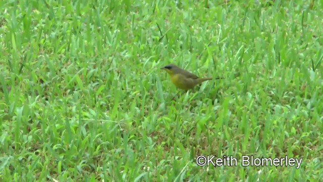 Gray-crowned Yellowthroat - ML201042971