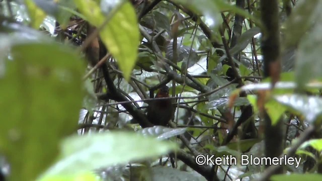 Song Wren - ML201043021