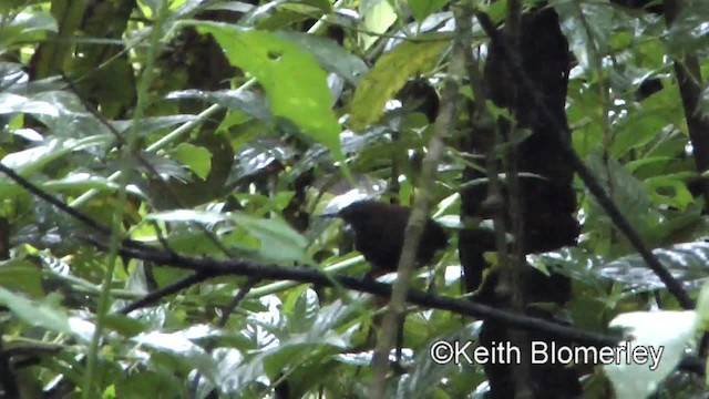 Nightingale Wren - ML201043151