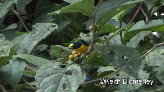 Yellow-throated Euphonia - ML201043191