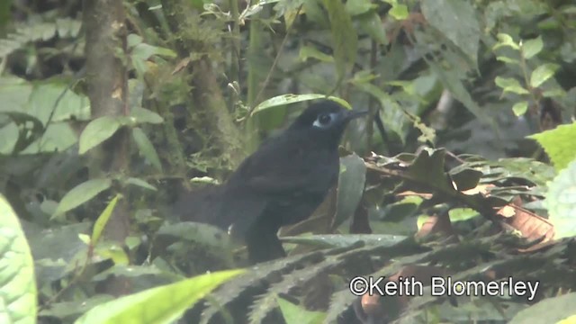 Panamáameisenvogel (zeledoni) - ML201043201