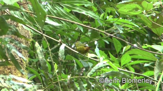 Olive-backed Euphonia - ML201043211