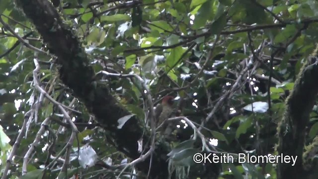 Rufous-winged Woodpecker - ML201043261