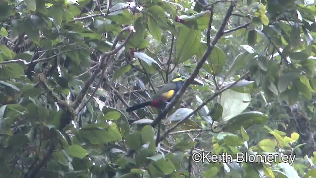 Toucanet à oreilles d'or - ML201043271