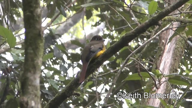 Northern Black-throated Trogon - ML201043281