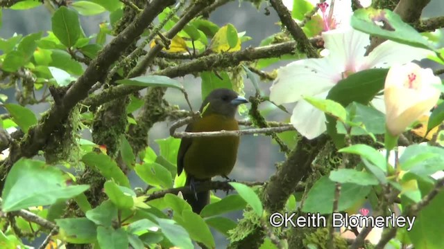 Scarlet-rumped Tanager (Passerini's) - ML201043291