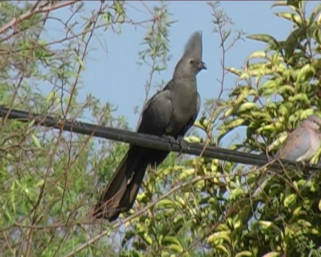 Gray Go-away-bird - ML201043501