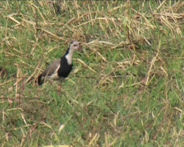 Long-toed Lapwing - ML201043521