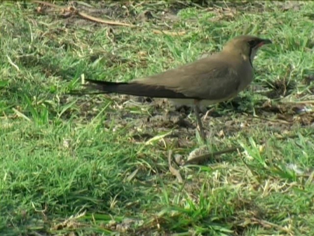 Collared Pratincole - ML201043541