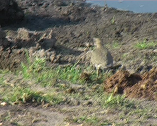 Common Sandpiper - ML201043551