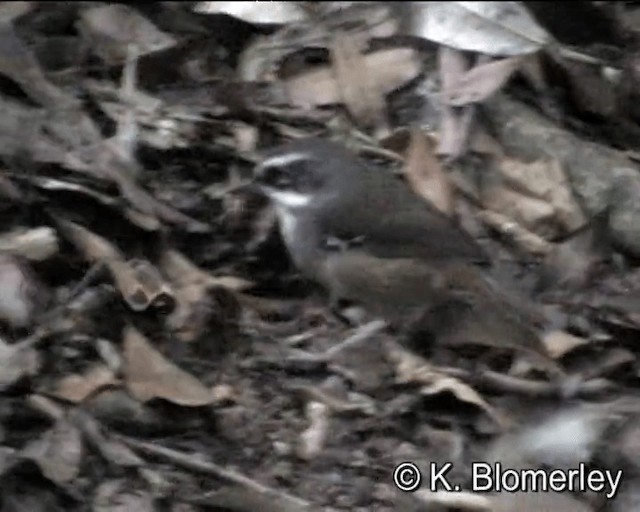 Weißbrauensericornis (laevigaster) - ML201043641