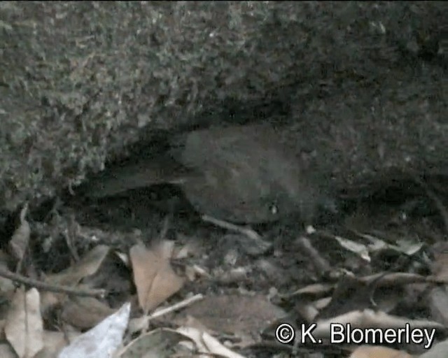 Weißbrauensericornis (laevigaster) - ML201043651