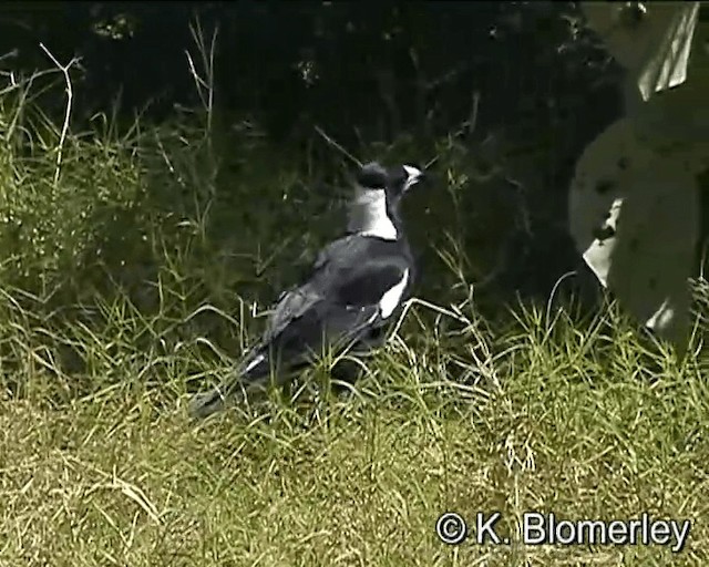 Australian Magpie (Black-backed) - ML201043711