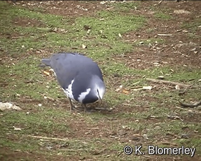 Wonga Pigeon - ML201043721