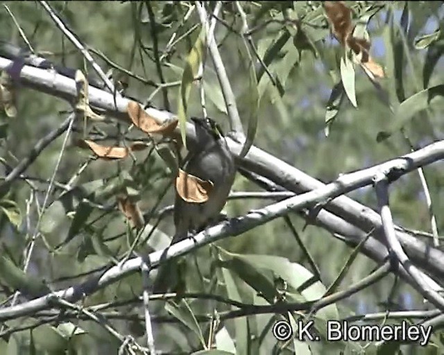 Yellow-faced Honeyeater - ML201043731