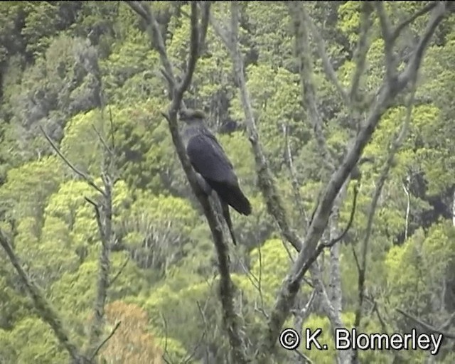 カミカザリバト - ML201043741