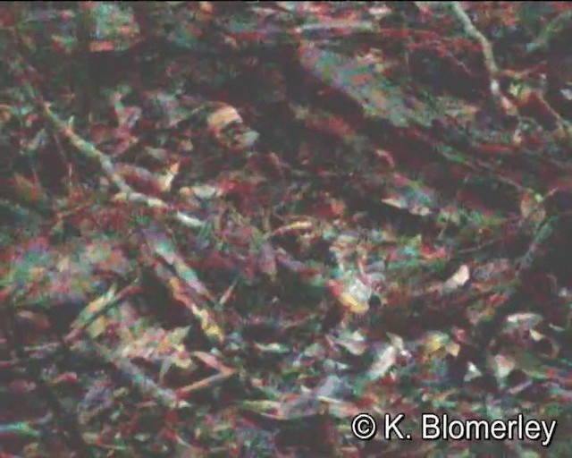 Orthonyx de Temminck - ML201043771