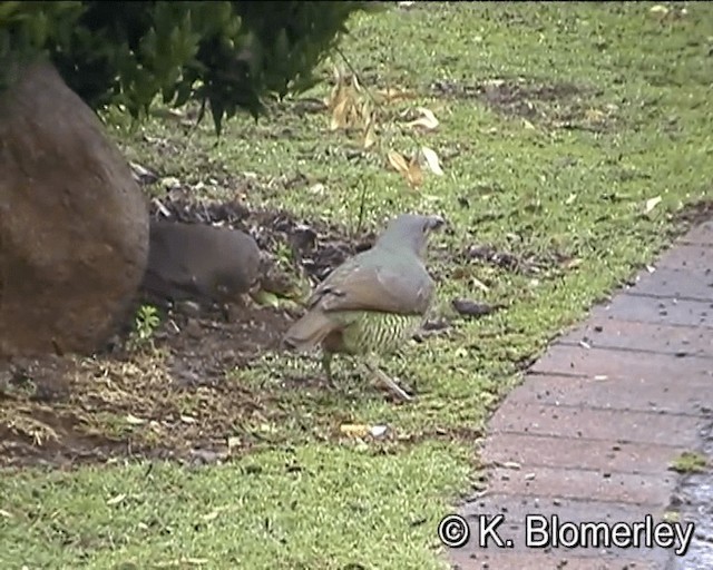 Satin Bowerbird - ML201043801