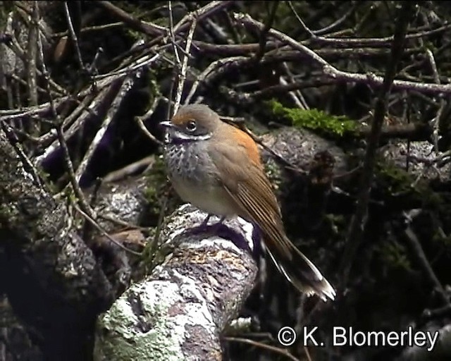 Australian Rufous Fantail - ML201043821