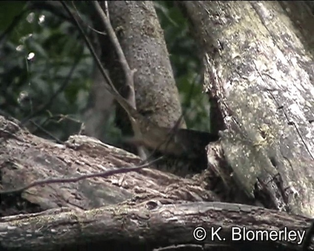 Bassian Thrush - ML201043861