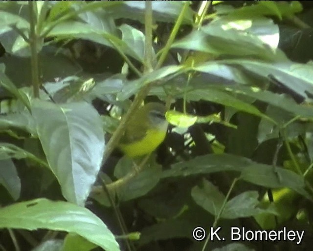 Yellow-bellied Warbler - ML201043871