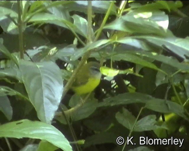 Yellow-bellied Warbler - ML201043871
