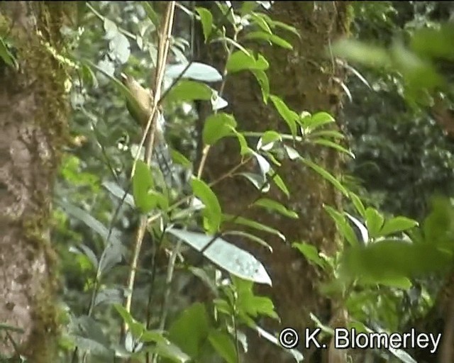 Rusty-fronted Barwing - ML201043881