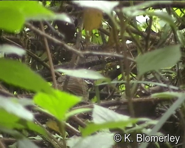 Rusty-capped Fulvetta - ML201043891