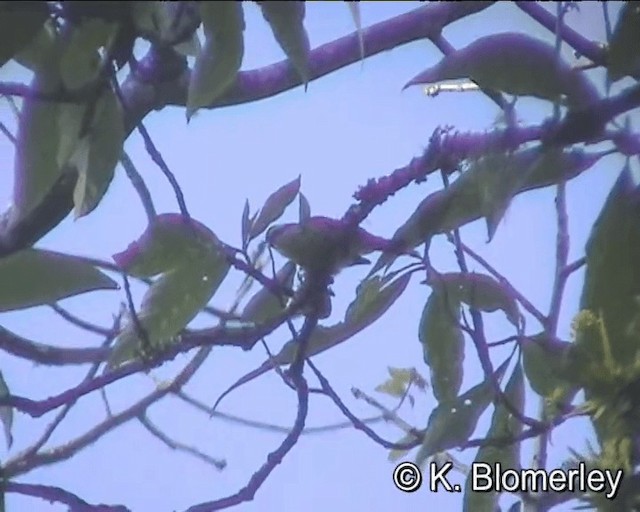 Red-tailed Minla - ML201043961