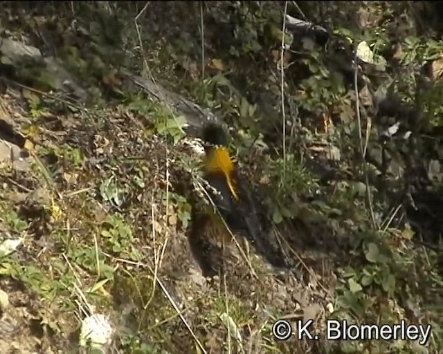 Collared Grosbeak - ML201043971