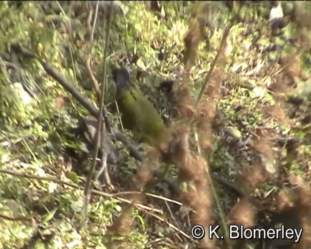 Collared Grosbeak - ML201043981