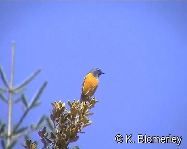 Blue-fronted Redstart - ML201044011