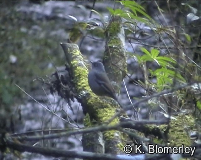 Maroon-backed Accentor - ML201044051