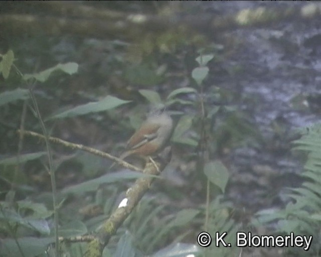 Maroon-backed Accentor - ML201044061