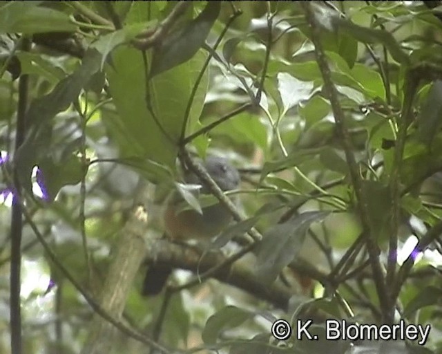 Black-headed Shrike-Babbler - ML201044071