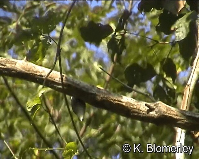 Chestnut-vented Nuthatch - ML201044081