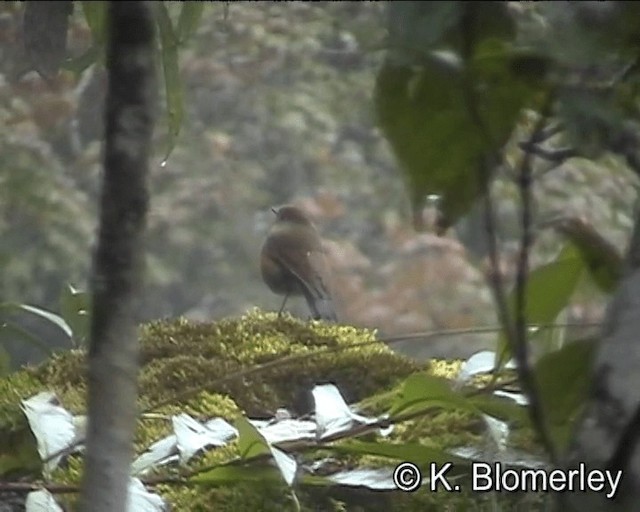 Himalayan Bluetail - ML201044131