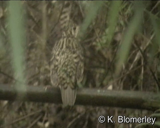 Scaly Thrush - ML201044161