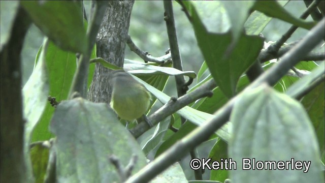 Kahverengi Vireo - ML201044251