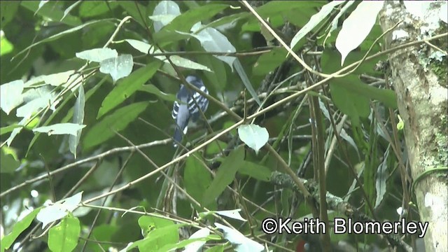 White-winged Becard - ML201044261