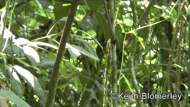 Russet-crowned Warbler - ML201044271