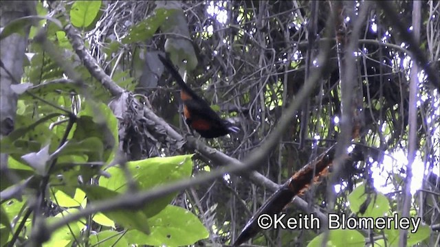 Red-bellied Grackle - ML201044281