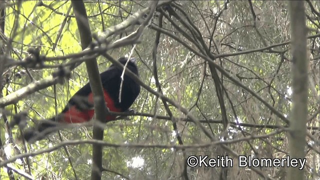 Red-bellied Grackle - ML201044291