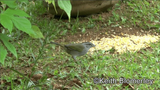 Black-striped Sparrow - ML201044341