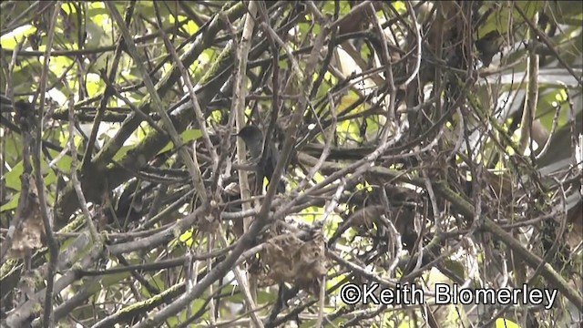 Green-fronted Lancebill - ML201044371