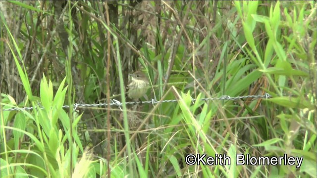 Bran-colored Flycatcher - ML201044431