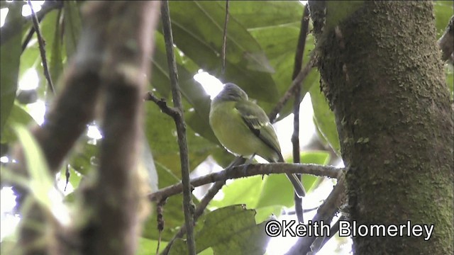 Marble-faced Bristle-Tyrant - ML201044481