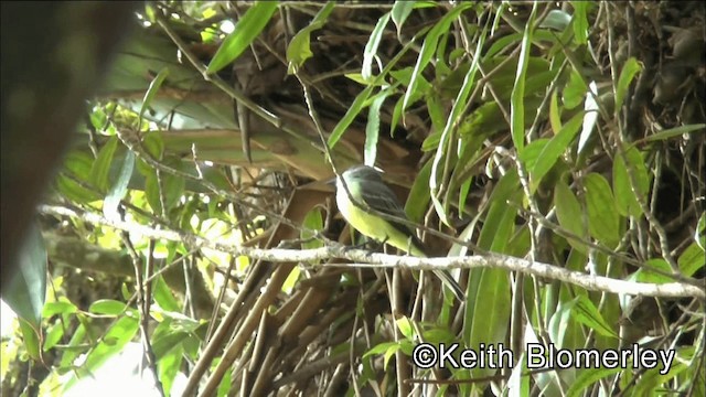 Pale-edged Flycatcher - ML201044511